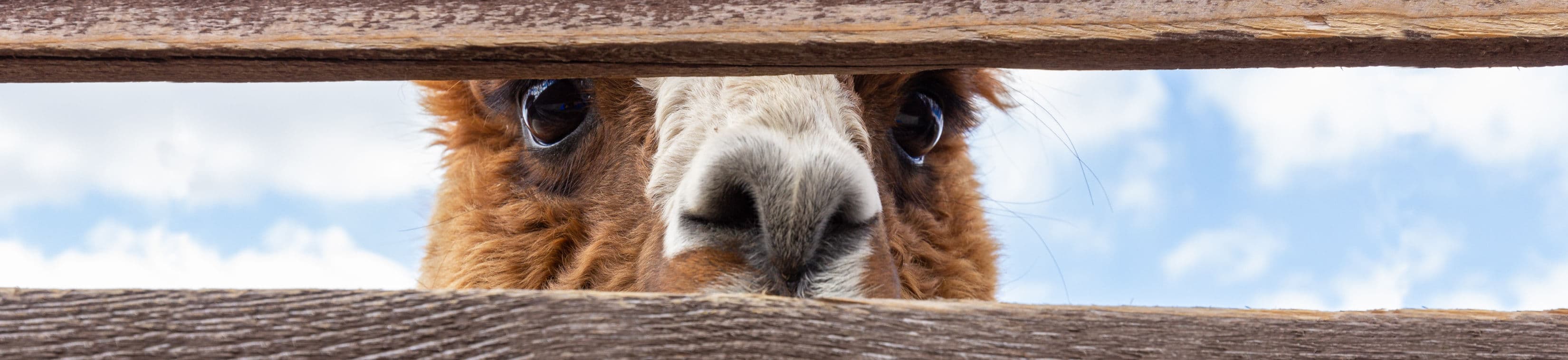 A llama looking through a wooden fence
